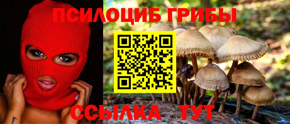 Галлюциногенные грибы Psilocybe Ступино